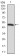 FOXP1 Primary Antibody MP30413 [M6E4]