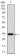 UTF1 Primary Antibody MP30419 [M5B6]