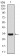 SCGB1A1 Primary Antibody MP30425 [M3A8B8]