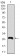 human Splunc2 Primary Antibody MP30426 [M4C7D7]