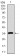 CD59 Primary Antibody MP30428 [M8D2B8]