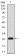 mouse Lplunc1 Primary Antibody MP30429 [M1F11E3]
