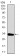 T Primary Antibody MP30430 [M1H9A2]