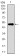 KEAP1 Primary Antibody MP30431 [M1F10B6]