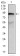ABCB5 Primary Antibody MP30432 [M5H3C6]