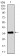 PPY Primary Antibody MP30433 [M2G5D12]