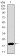 CDKN2A Primary Antibody MP30434 [M1D7D2]