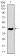MEF2C Primary Antibody MP30439 [M6H2G2]