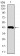 MMP2 Primary Antibody MP30440 [M4D1E2]
