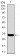 MESP2 Primary Antibody MP30442 [M1B3F9]