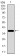 SLC2A4 Primary Antibody MP30445A [M3G10A3]