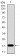 ID2 Primary Antibody MP30450A [M4E12G5]
