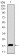 ID2 Primary Antibody MP30450P  [M4E12G5]