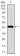 CHGA Primary Antibody MP30451P [M1A6B6]