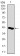 PCNA Primary Antibody MP30453P [M7H4F8]