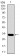 SLC27A5 Primary Antibody MP30454A [M4B11C10]