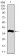 MAP1LC3A Primary Antibody MP30457A  [M5B10D8]