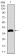 MAP1LC3A Primary Antibody MP30457P [M5B10D8]