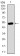 GNL3 Primary Antibody MP30458P [M2C8D5]