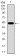 C17ORF53 Primary Antibody MP30463P  [M3E10H2]