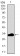 FCER1A Primary Antibody MP30466A [M1F2A9]