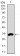 FCER1A Primary Antibody MP30466P  [M1F2A9]