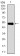 DCTN4 Primary Antibody MP30469A  [M3G9D7]