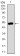 DCTN4 Primary Antibody  MP30469P [M3G9D7]