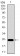 ITGB4 Primary Antibody MP30476A [M10B10D5]
