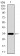 PAX3 Primary Antibody MP30482P  [M7D8G7]