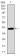 MRPL42 Primary Antibody MP30483A [M3H6H2]