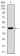 MRPL42 Primary Antibody MP30483P [M3H6H2]