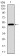 TP53BP1 Primary Antibody MP30484A [M6B3E10]