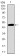 TP53BP1 Primary Antibody MP30484P [M6B3E10]