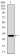 P2RY13 Primary Antibody MP30487 [M2H1G9]