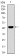 KLF1 Primary Antibody MP30489 [M1B6A3]
