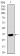 NRCAM Primary Antibody MP30490 [M7D8C5]