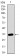 MAPK14 Primary Antibody MP30491 [M8G4D11]