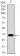 GATA6 Primary Antibody MP30492 [M2F10G3]