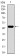 TUBB2A Primary Antibody MP30493 [M6A10B2]