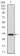 FGF4 Primary Antibody MP30495 [M3A12G9]
