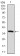 SQSTM1 Primary Antibody MP30497 [M5H7E2]