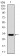 CSPG4 Primary Antibody MP30498 [M7G4E5]