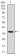 NPC1 Primary Antibody MP30501 [M8D10G3]