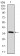 CD7 Primary Antibody MP30502 [M5B10E3]