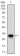 TWIST1 Primary Antibody MP30506 [M10E4E6]
