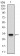 FLT3 Primary Antibody MP30507 [M7B7C3]