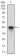 CFLAR Primary Antibody MP30511 [M7A3D12]