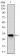 ZFP42 Primary Antibody MP30513 [M5E11A6]