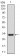 CD24 Primary Antibody MP30519 [M4F4E10]
